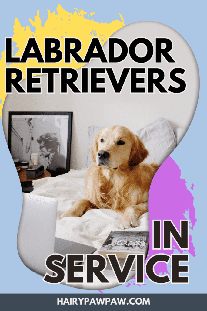 Labrador Retrievers in Service: Their Important Working Role
Labrador Retrievers stand out for their friendly nature, intelligence, and ability to adapt. These  dogs excel in various service roles and positively impact countless lives. From guiding the blind to providing emotional support and assisting people with disabilities, Labradors shine in all these tasks. Their natural abilities, coupled with their loving temperament, make them perfect for service work. This blog will explore the essential roles Labradors play and how they make a real difference every day.