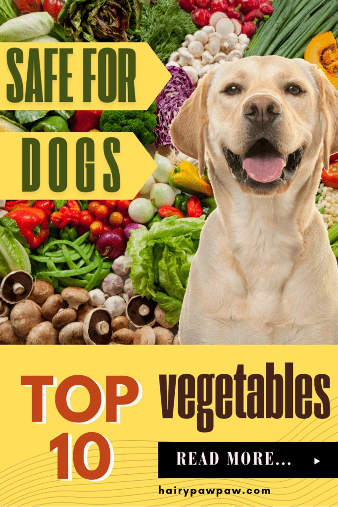 The Best Vegetables Safe for Dogs

As a dog parent, you always want to provide your pet with a well-rounded, nutritious diet. While kibble or wet dog food offers balanced nutrition, adding fresh vegetables can enhance your dog’s health in numerous ways. Vegetables are a great source of essential vitamins, minerals, and fiber, all of which promote overall well-being. However, not all vegetables are safe for dogs, so it’s essential to know which ones you can safely include in your dog’s diet.