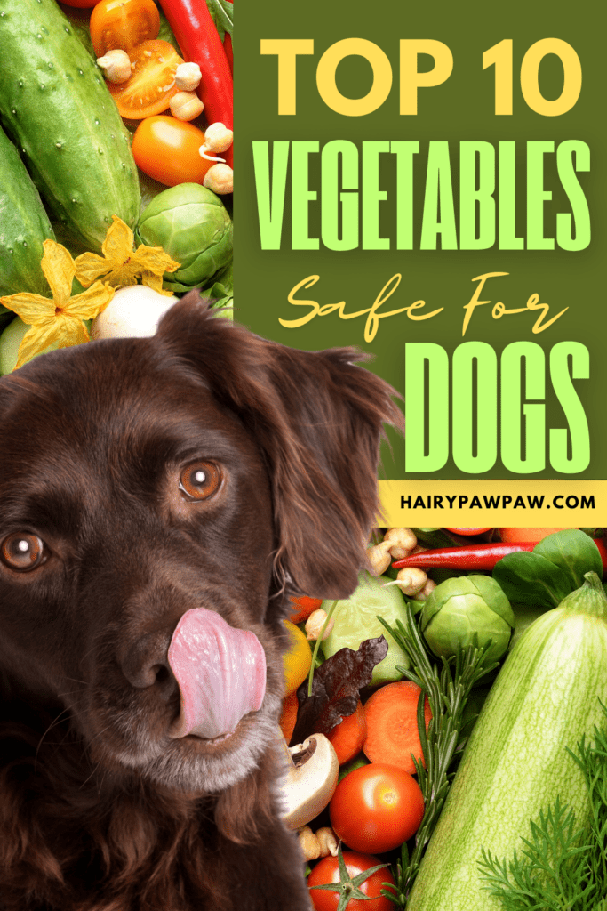 The Best Vegetables Safe for Dogs

As a dog parent, you always want to provide your pet with a well-rounded, nutritious diet. While kibble or wet dog food offers balanced nutrition, adding fresh vegetables can enhance your dog’s health in numerous ways. Vegetables are a great source of essential vitamins, minerals, and fiber, all of which promote overall well-being. However, not all vegetables are safe for dogs, so it’s essential to know which ones you can safely include in your dog’s diet. 