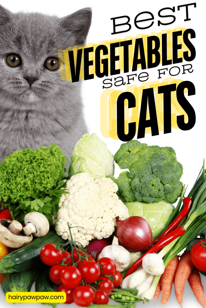 The Best Vegetables Safe for Cats

As a responsible cat owner, providing your feline friend with a well-balanced diet is essential. While cats are obligate carnivores, it’s still possible to supplement their meals with a few safe vegetables that can offer numerous health benefits. You may wonder: Which vegetables are safe for cats? How can you introduce them to your cat’s diet? In this comprehensive guide, we will explore the best vegetables safe for cats, discuss their health benefits, and provide helpful tips for incorporating them into your cat’s meals.