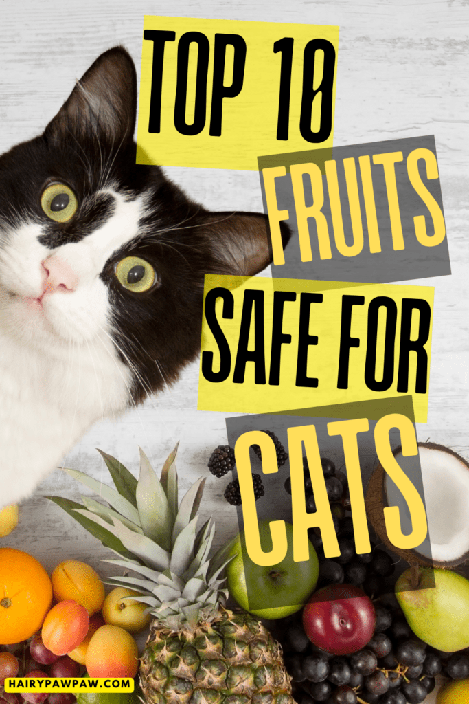 The Best Fruits Safe for Cats

Fruits can make a surprising yet beneficial addition to your cat’s diet. While cats are obligate carnivores, certain fruits provide vitamins, hydration, and variety. To ensure your feline’s safety, it’s important to know which fruits are safe and how to serve them properly. This guide covers the best fruits, their benefits, and essential tips for feeding your cat the right way. 