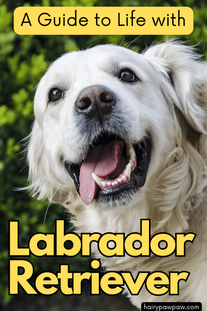 How to Thrive with a Labrador Retriever in Your Life
Labrador Retrievers bring joy, loyalty, and energy to any home. Thriving with this breed means understanding their needs, strengths, and quirks. Whether you are a new owner or an experienced dog lover, this guide will help you create a fulfilling life with your Labrador Retriever.