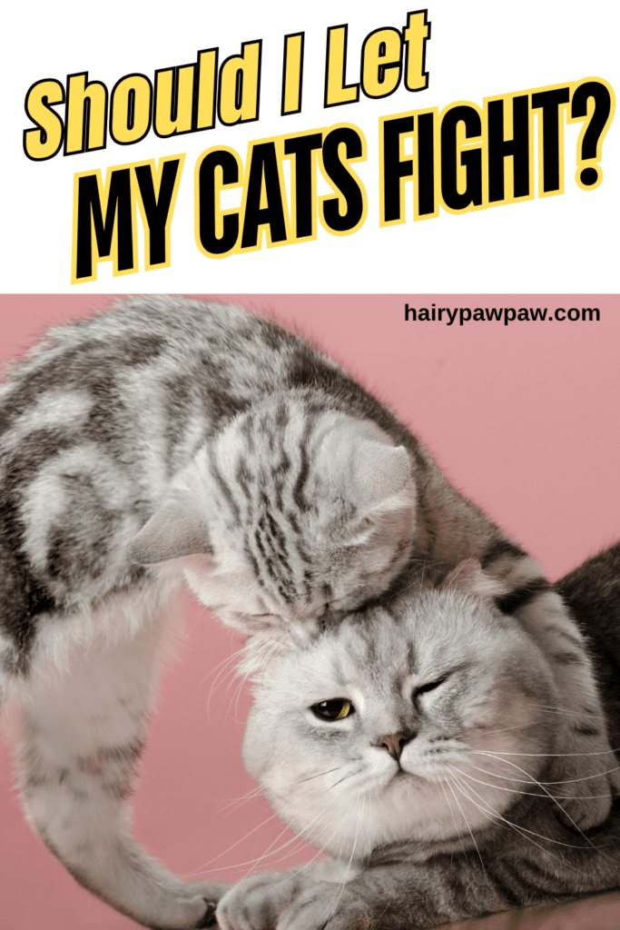 Should You Stop Cats from Fighting? Expert Tips for Feline Peace

Cats often express their emotions and establish boundaries through fights. While occasional tussles are natural among cats, regular conflicts can disrupt the harmony in a multi-cat household. Knowing when to step in—and when to let your cats handle it—becomes crucial in maintaining a peaceful home. This guide will cover everything from understanding why cats fight to expert tips on managing and preventing feline conflicts effectively. 