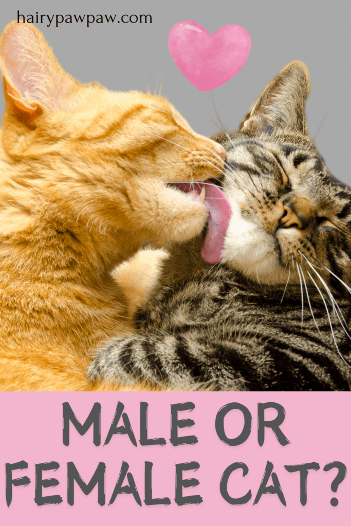 Male or Female Cat? Top 10 Differences for New Owners

Choosing between a male and a female cat can feel challenging, especially if you’re a new cat parent. Each gender brings unique traits, and understanding these differences can help you select the best feline companion for your lifestyle. So, let’s dive into the top 10 differences between male and female cats, covering everything from personality to health.